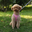 🐾 Pawline™ Reflective Comfort Harness Set
