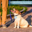🐾 PawBloom™ Silicone Treat Training Pouch