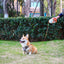 🐾 PawBloom™ LED Retractable Dog Leash (5M)