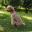 🐾 Pawline™ Reflective Comfort Harness Set