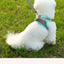 🐾 PawBloom™ AirFit Reflective Harness