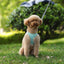 🐾 Pawline™ Reflective Comfort Harness Set