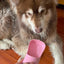 🚶‍♂️🐾 PawBloom™ 2-in-1 Travel Water Bottle & Feeder