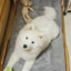 🐾 PawBloom™ UltraSoft Crate Sofa Pet Bed