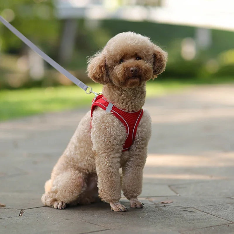 🐾 Pawline™ Reflective Comfort Harness Set