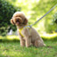 🐾 Pawline™ Reflective Comfort Harness Set